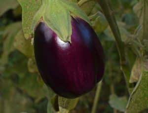 ripe eggplant 2759947 1280