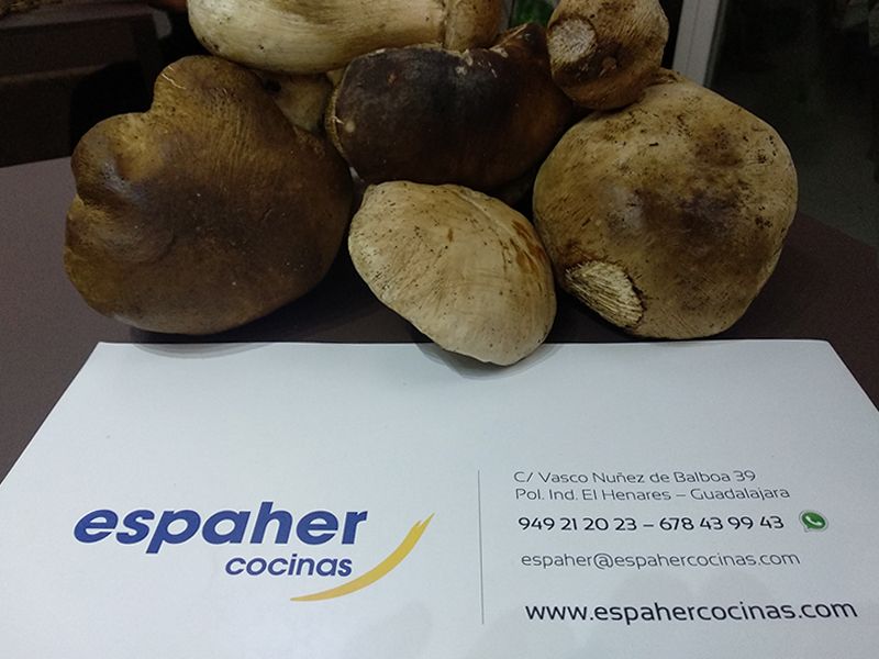 boletus espaher